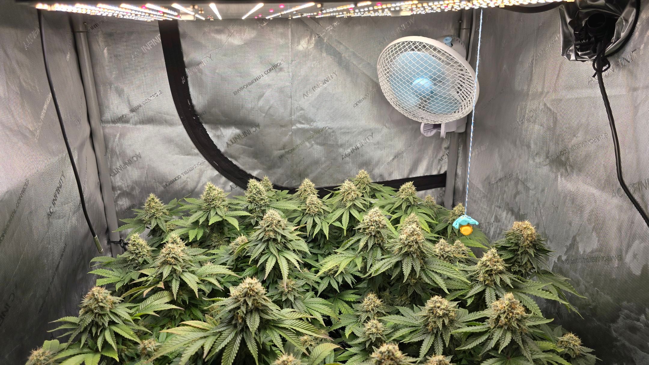 White Widow growlog photo 291