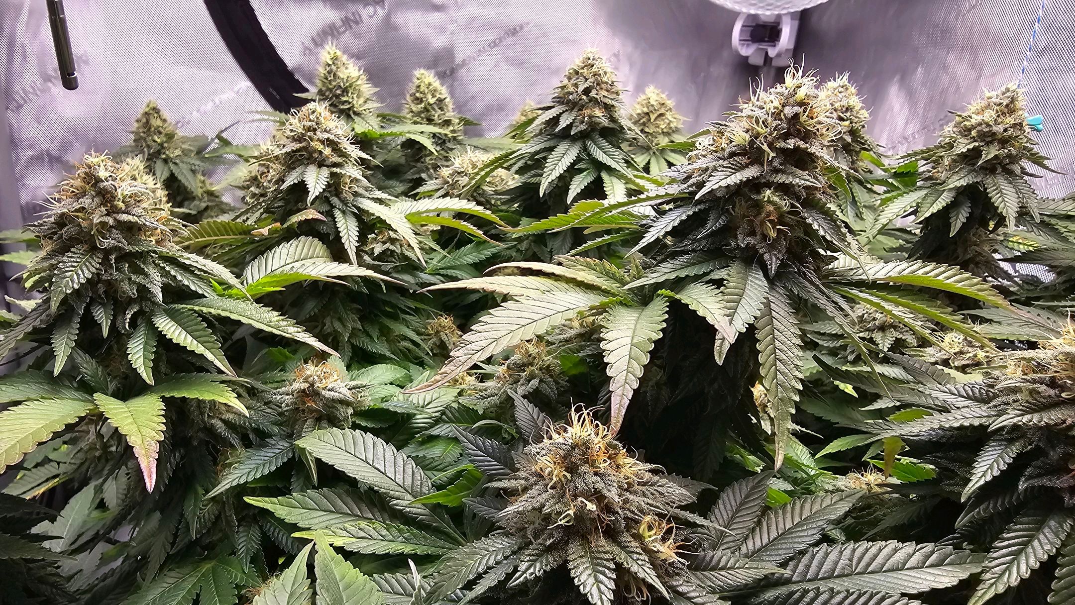 White Widow growlog photo 293