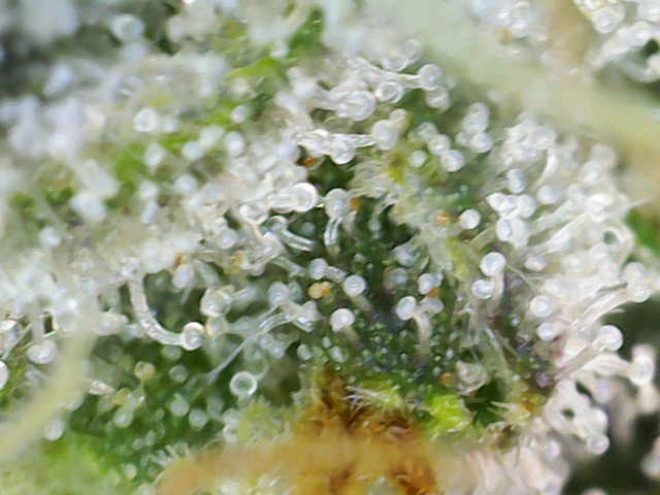 White Widow growlog photo 295