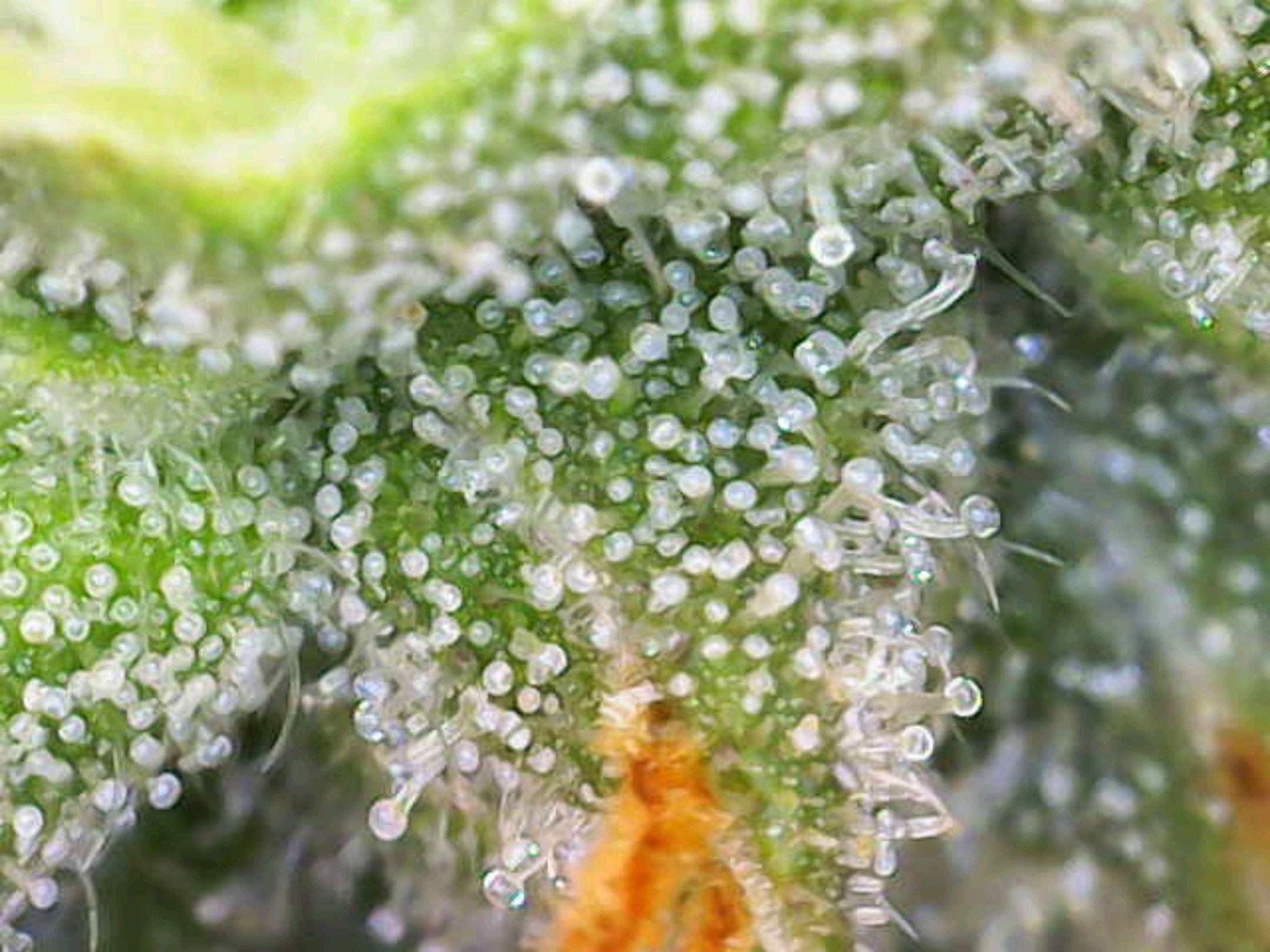White Widow growlog photo 296