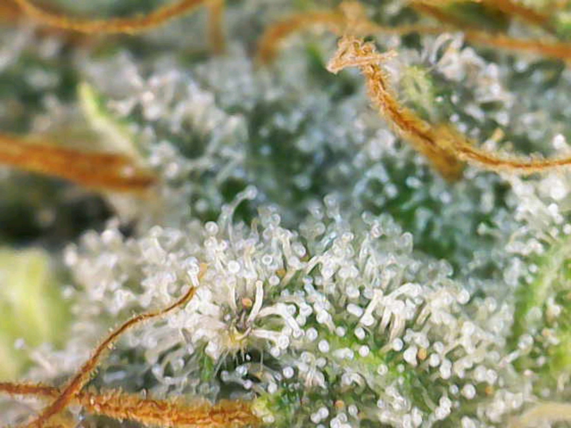 White Widow growlog photo 298