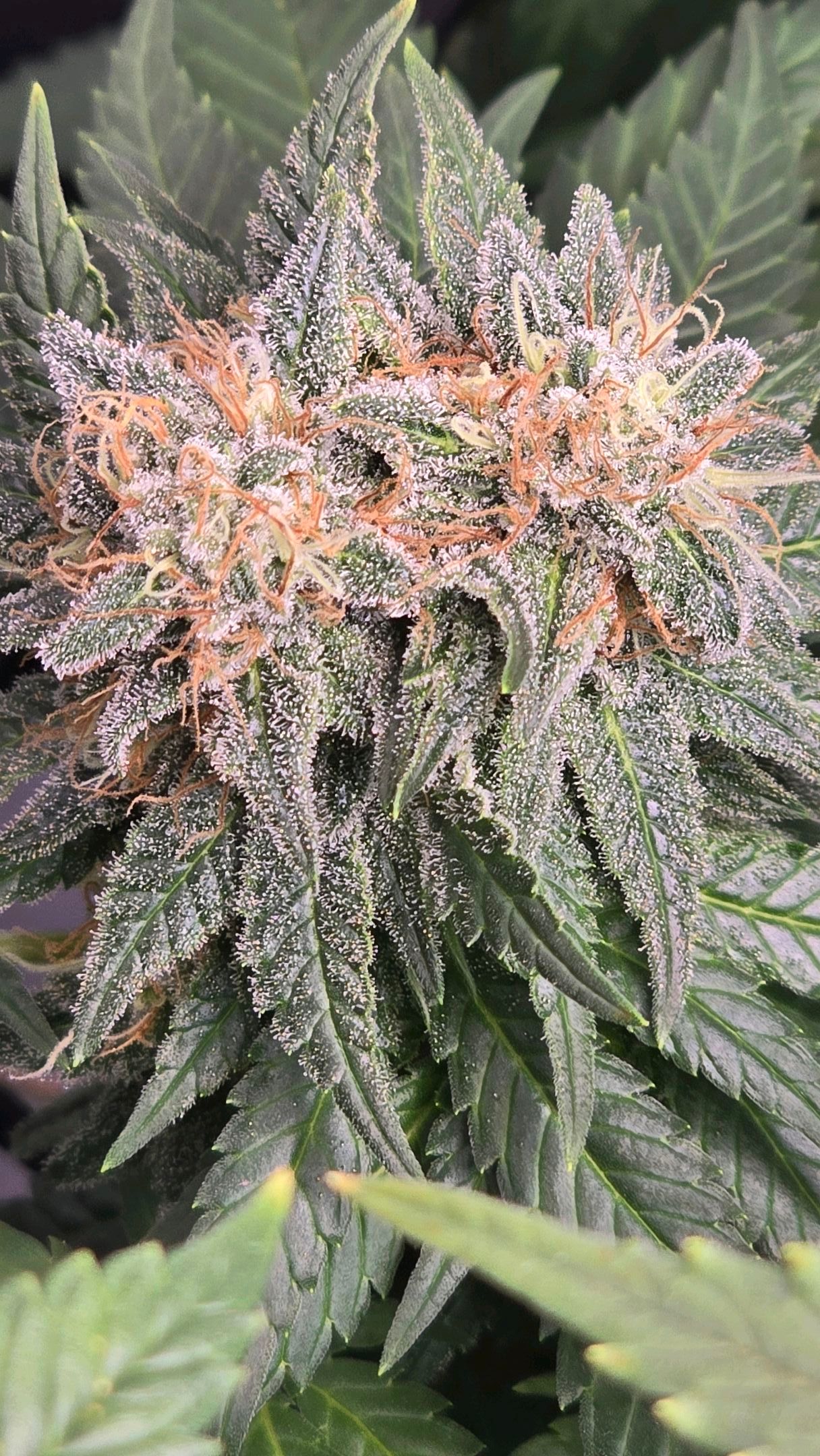 White Widow growlog photo 300