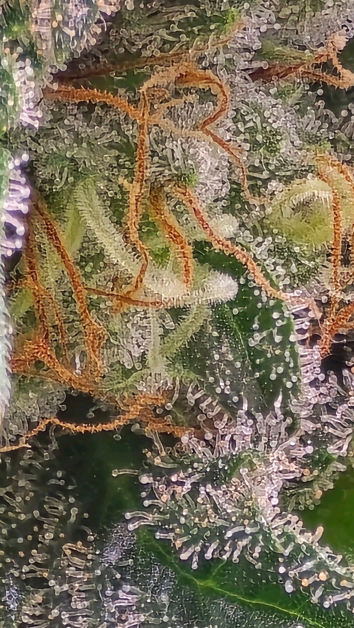 White Widow growlog photo 301