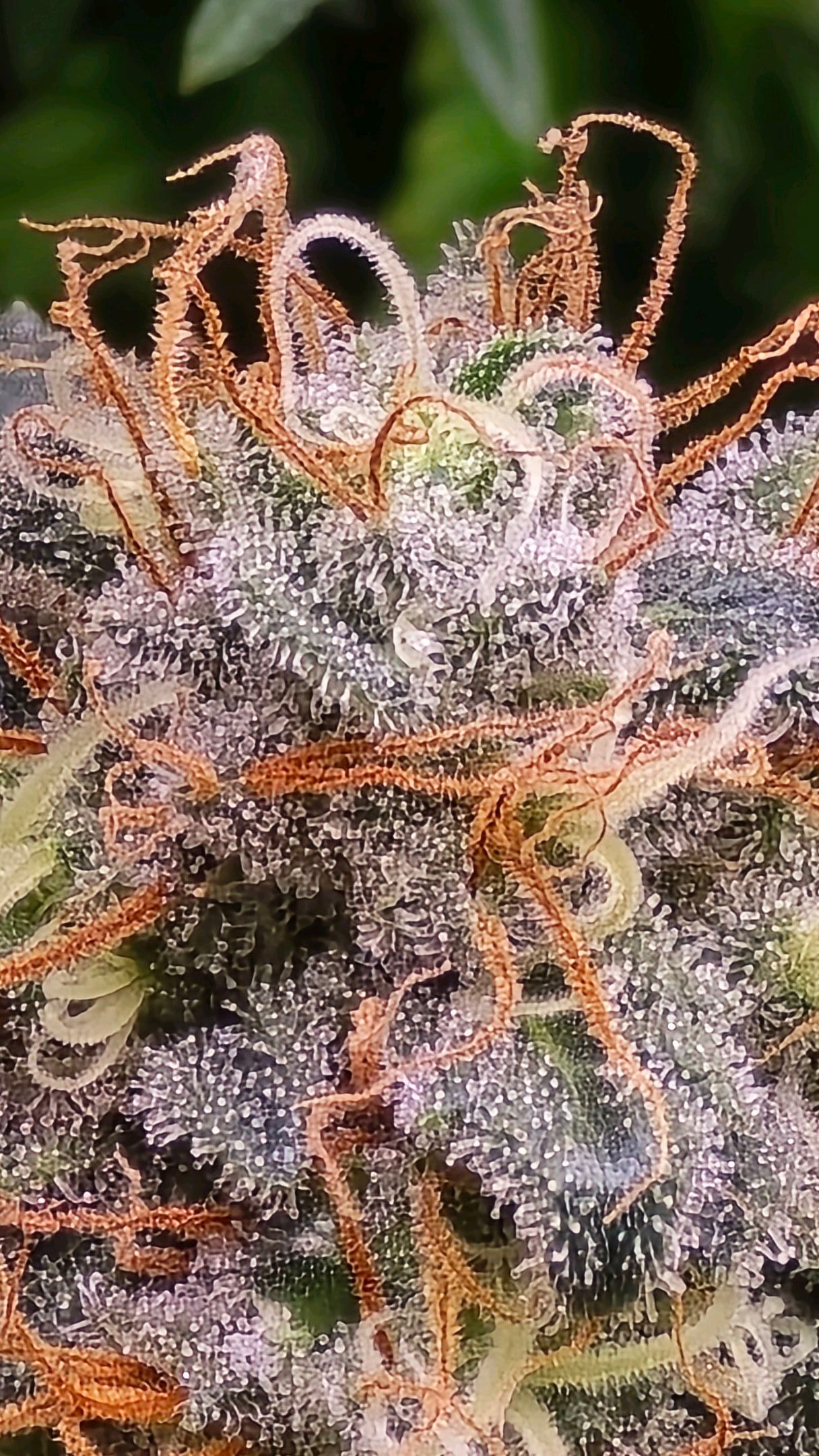 White Widow growlog photo 302