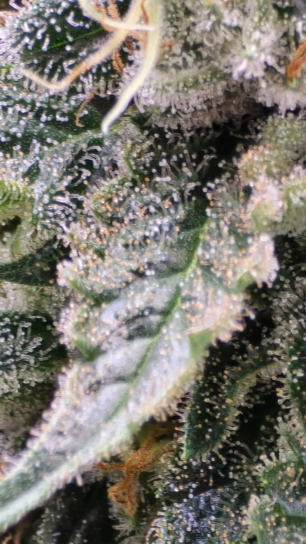 White Widow growlog photo 303