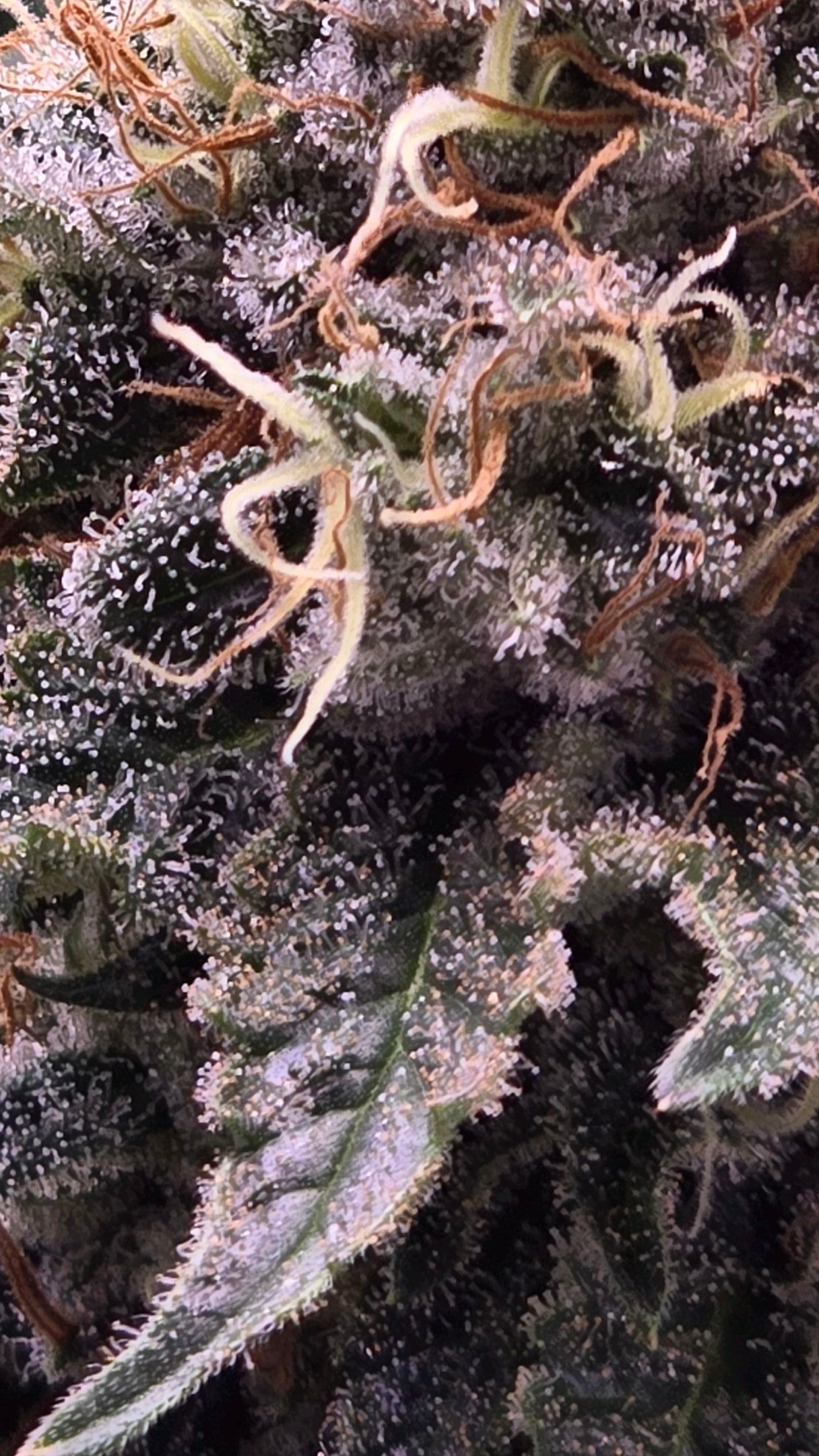 White Widow growlog photo 304