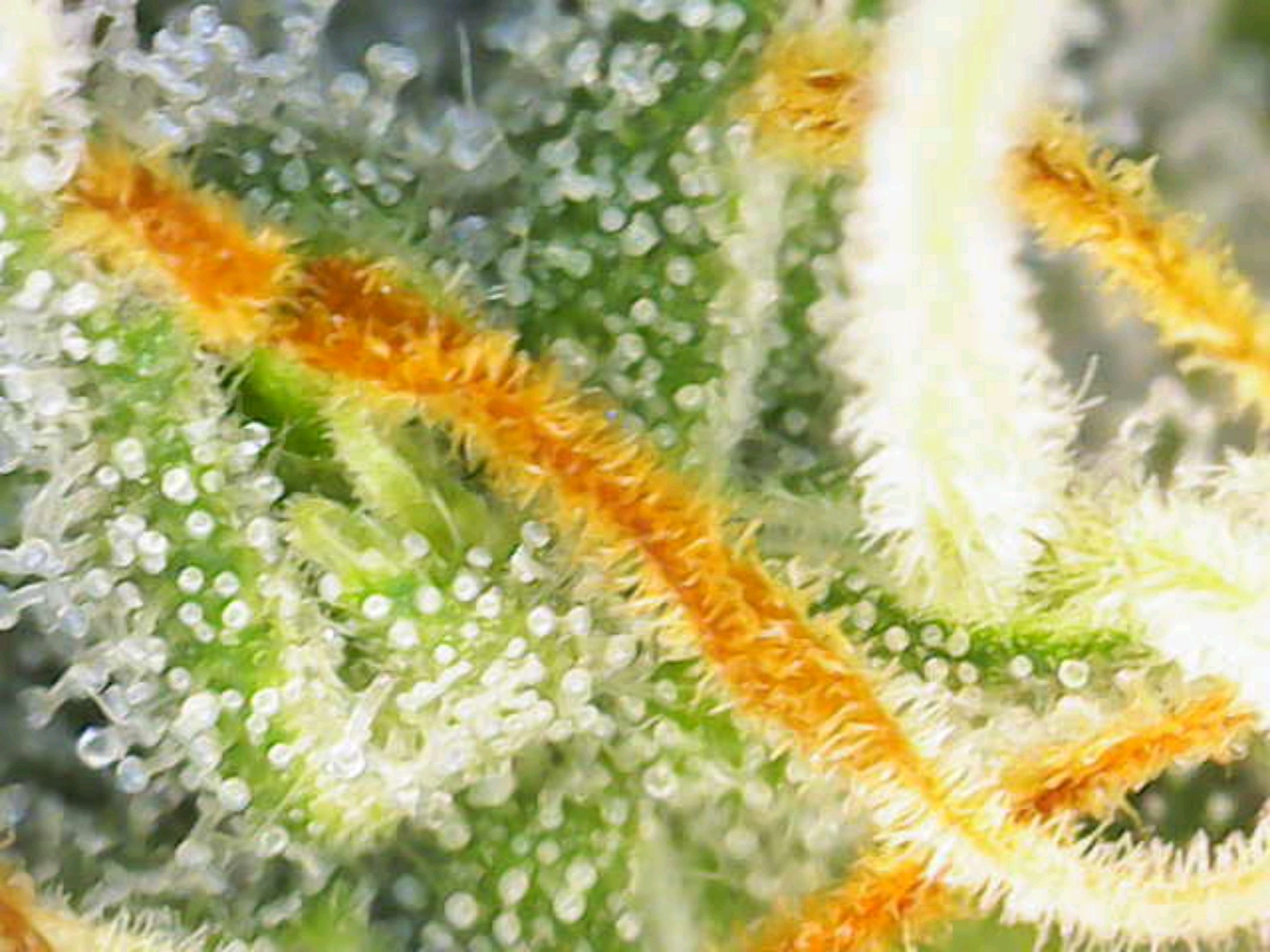 White Widow growlog photo 305