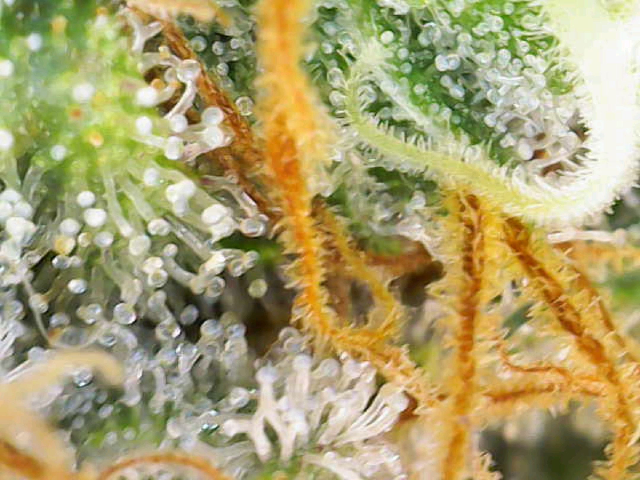 White Widow growlog photo 306