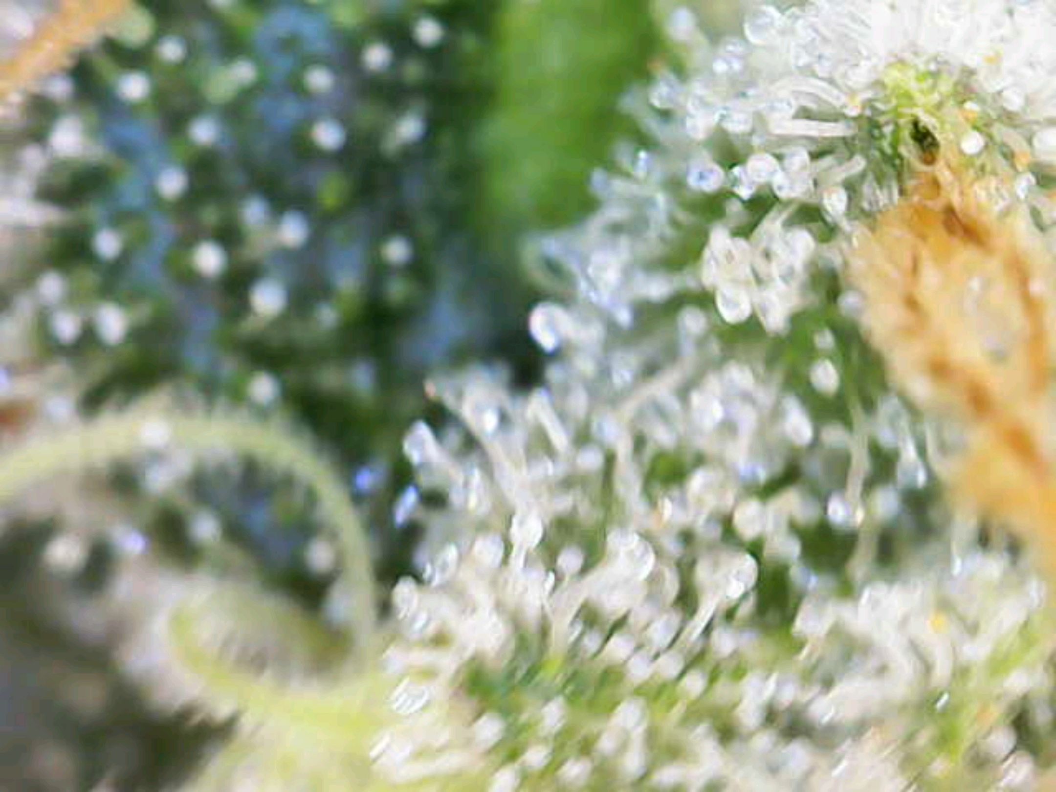 White Widow growlog photo 307