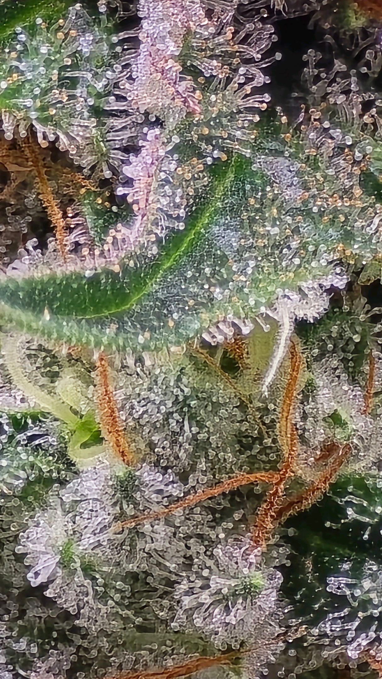 White Widow growlog photo 308
