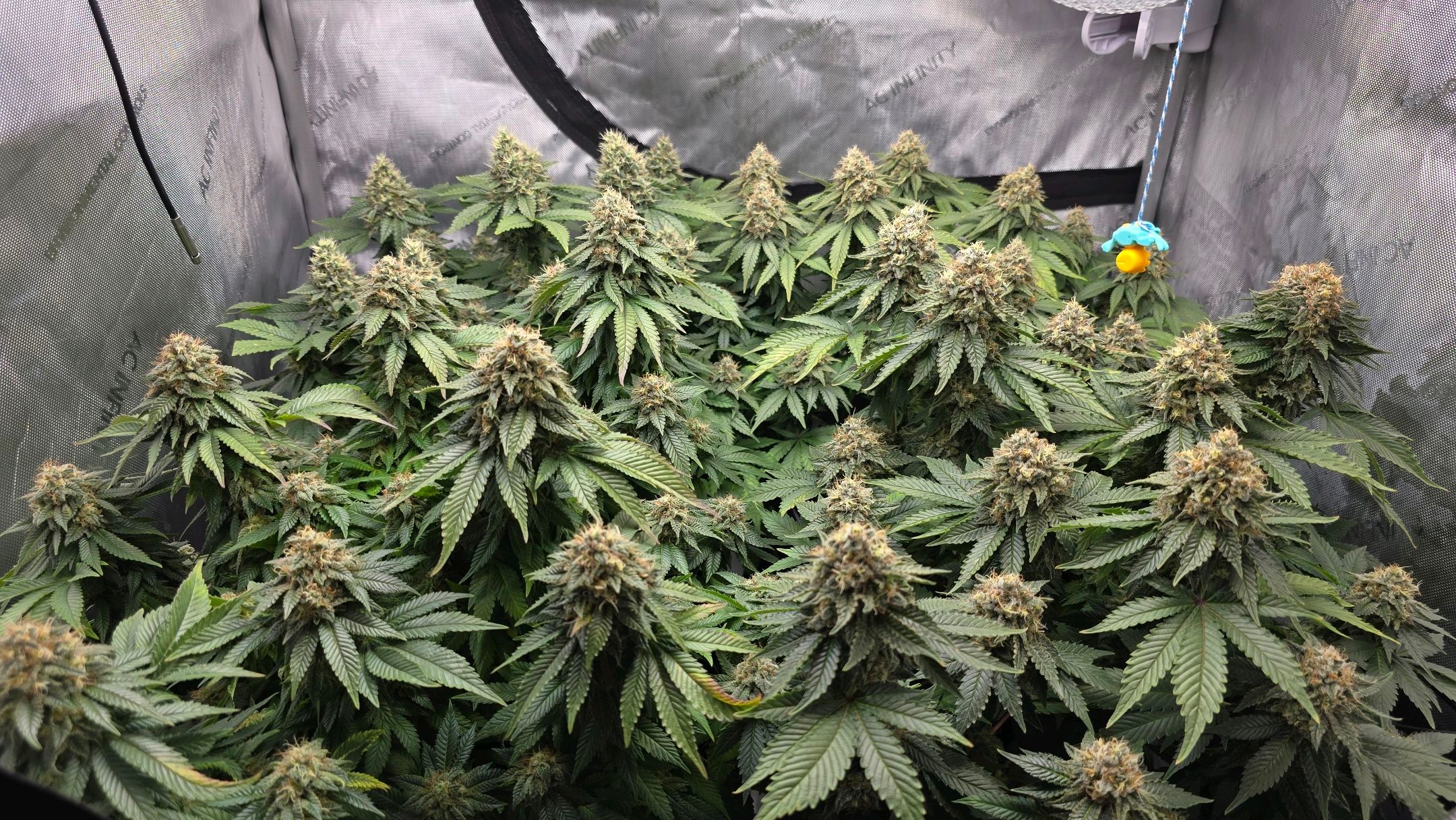 White Widow growlog photo 309