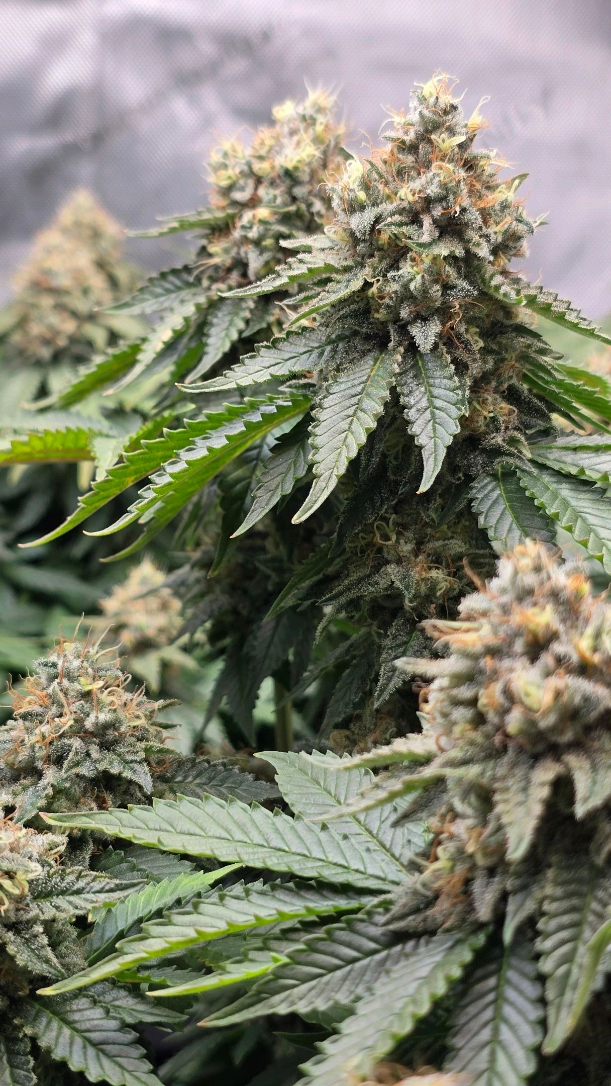 White Widow growlog photo 310