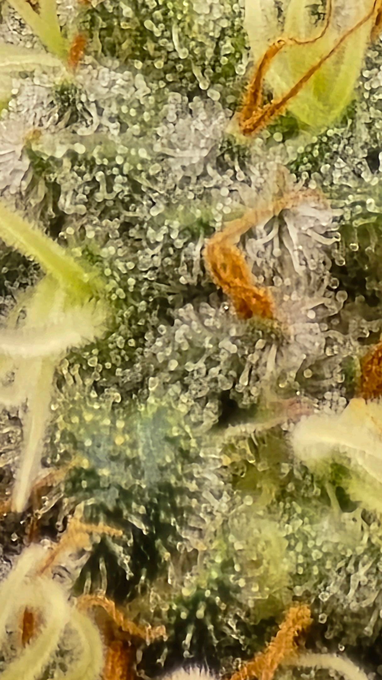 White Widow growlog photo 311