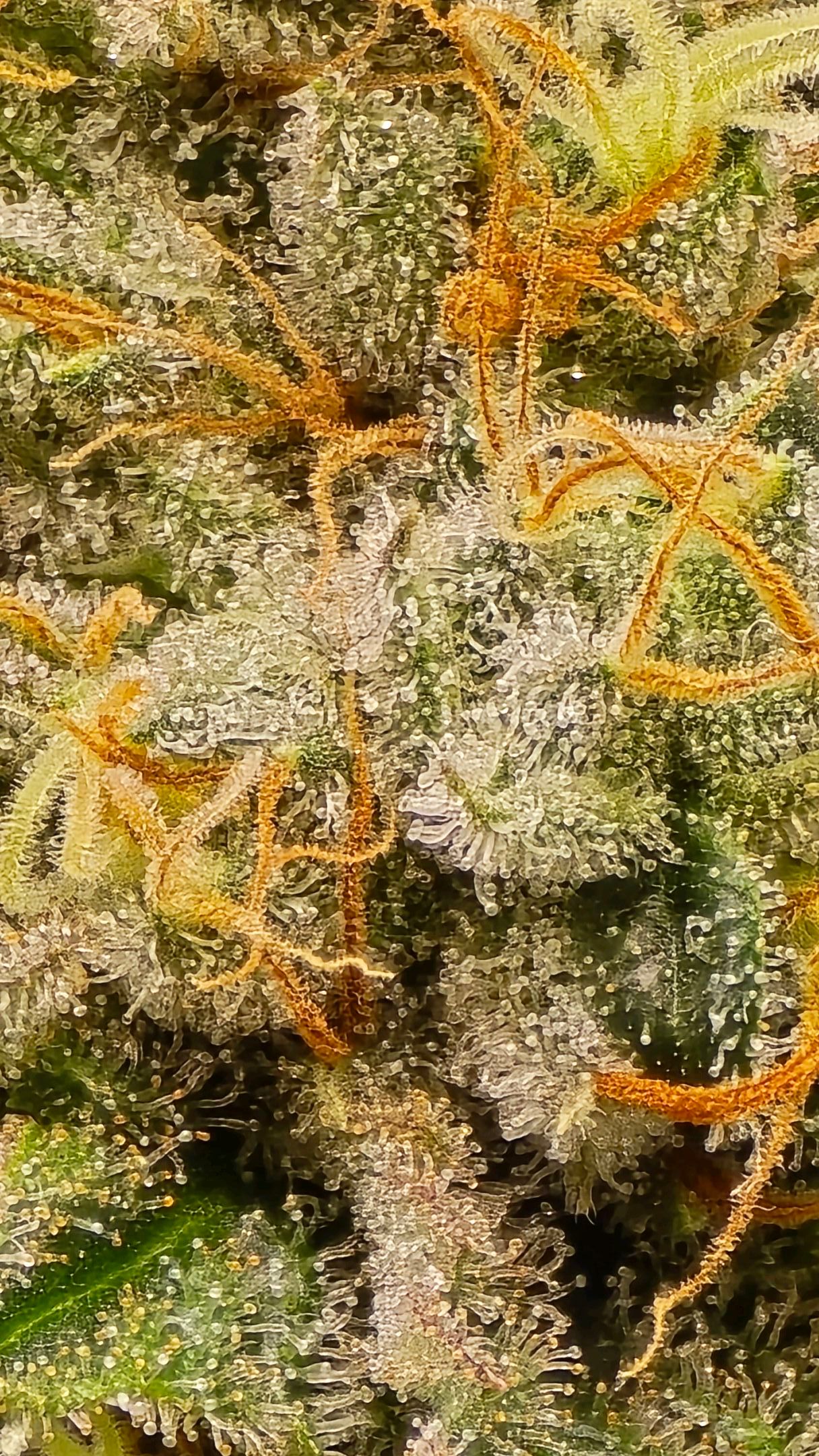 White Widow growlog photo 312