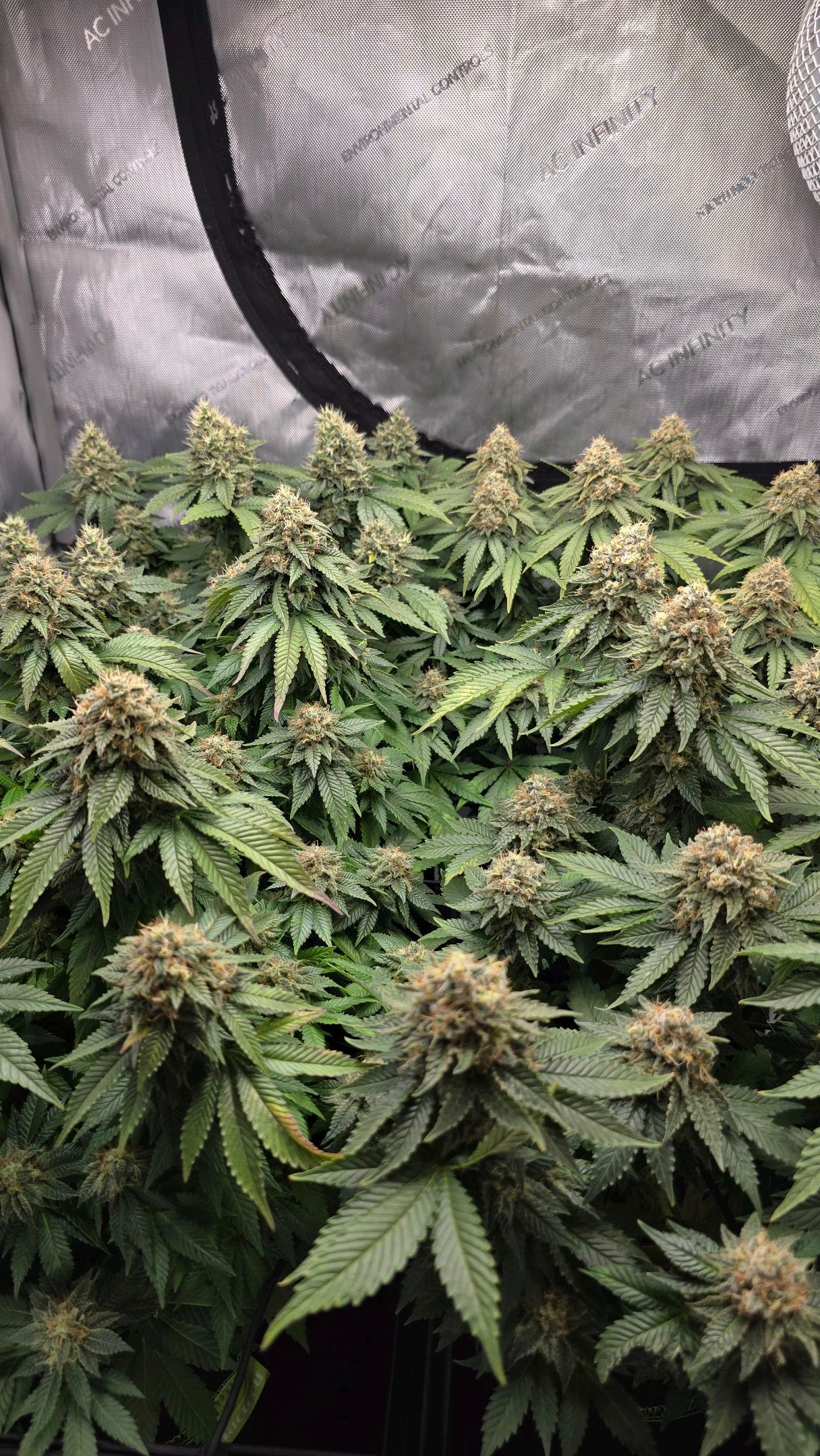 White Widow growlog photo 313