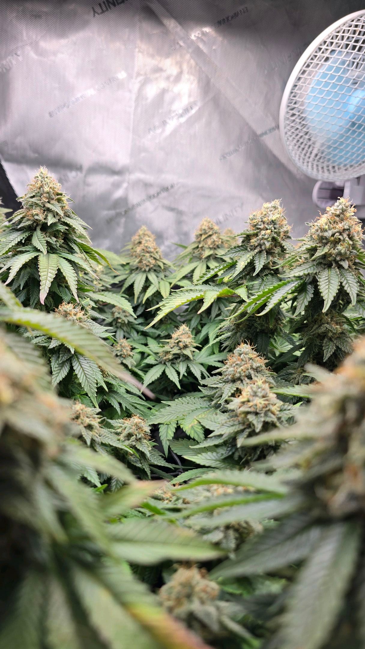 White Widow growlog photo 314