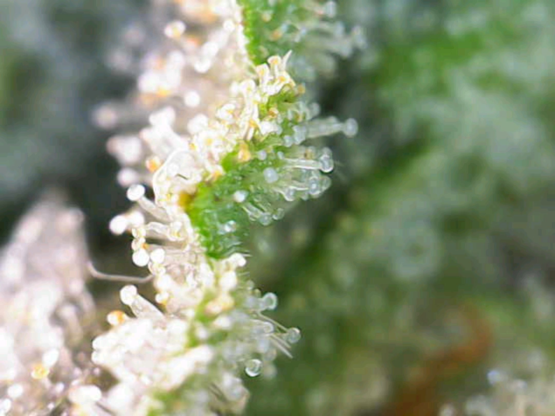 White Widow growlog photo 315