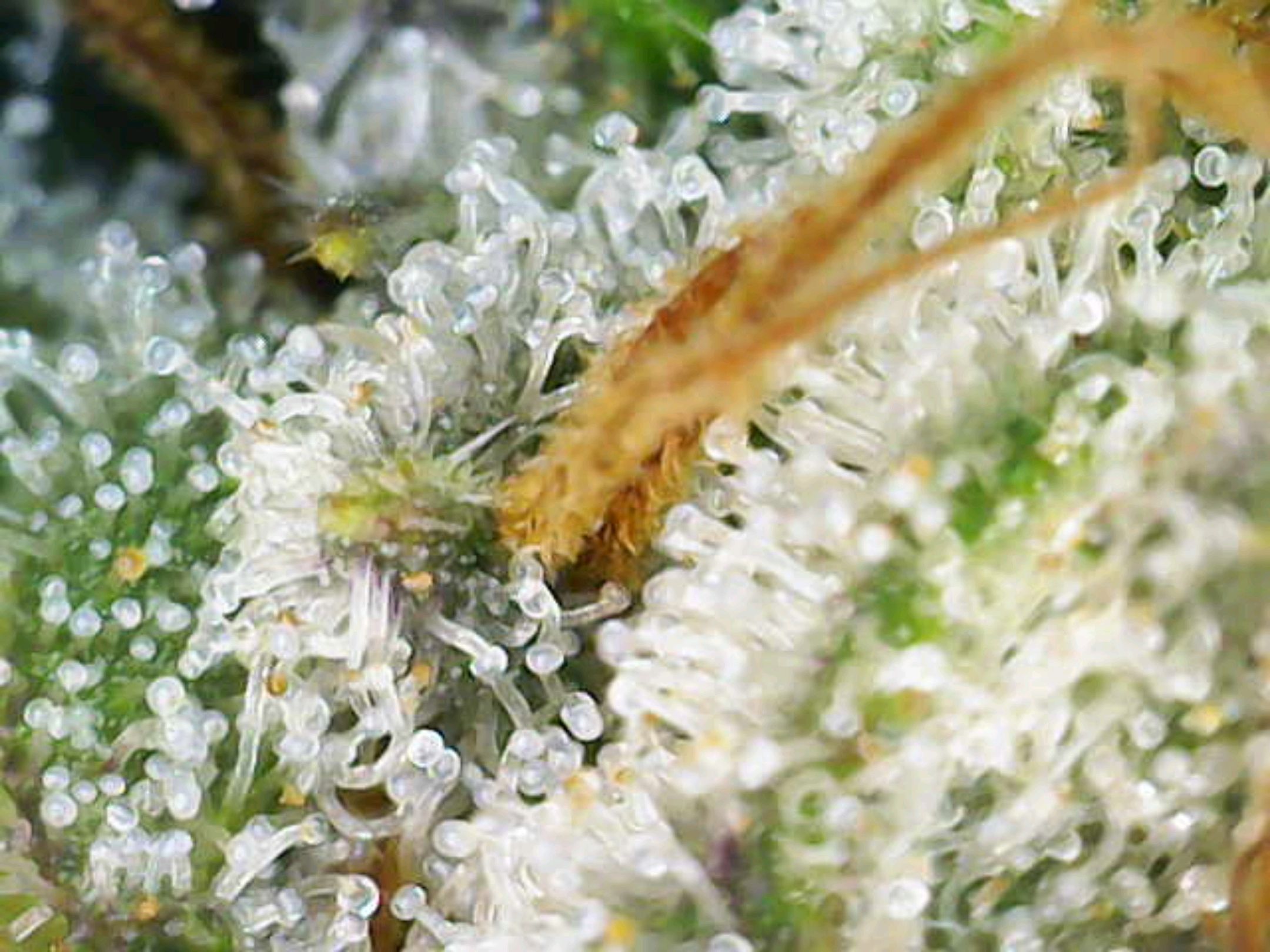 White Widow growlog photo 316