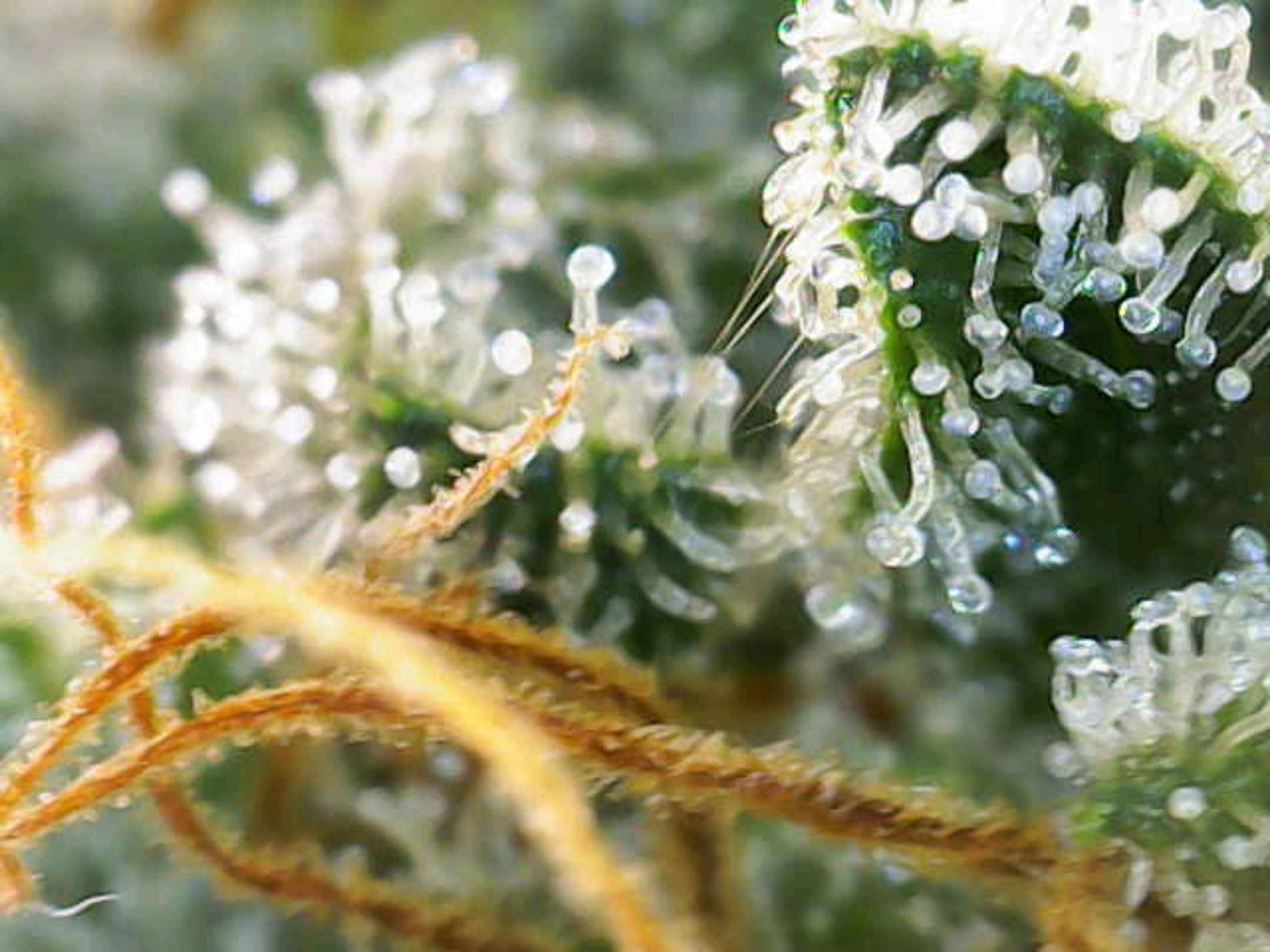 White Widow growlog photo 317