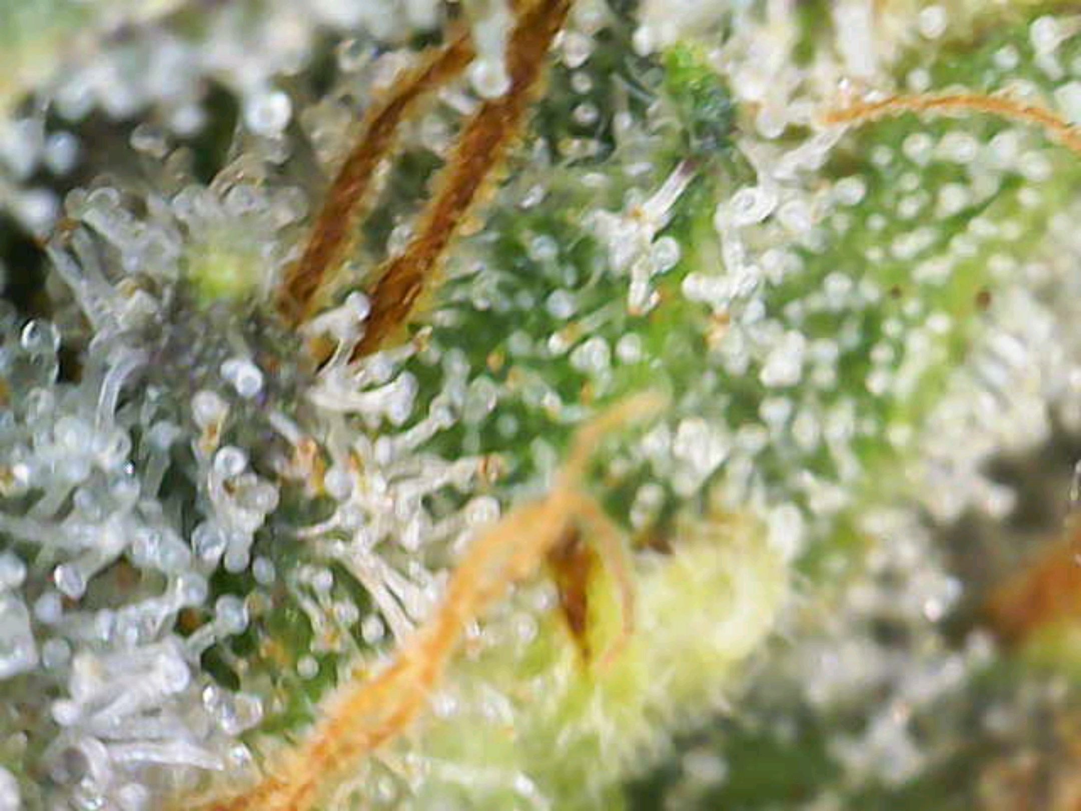 White Widow growlog photo 318