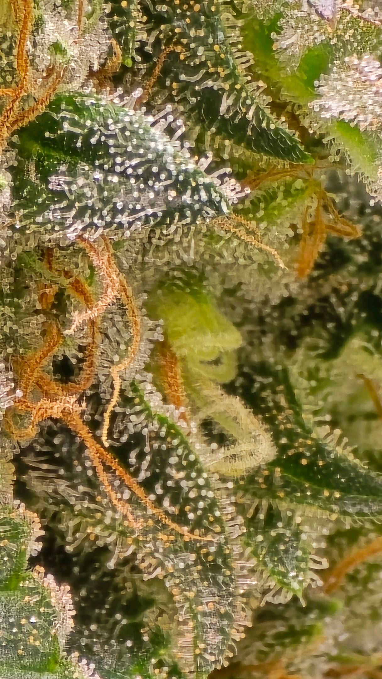 White Widow growlog photo 319