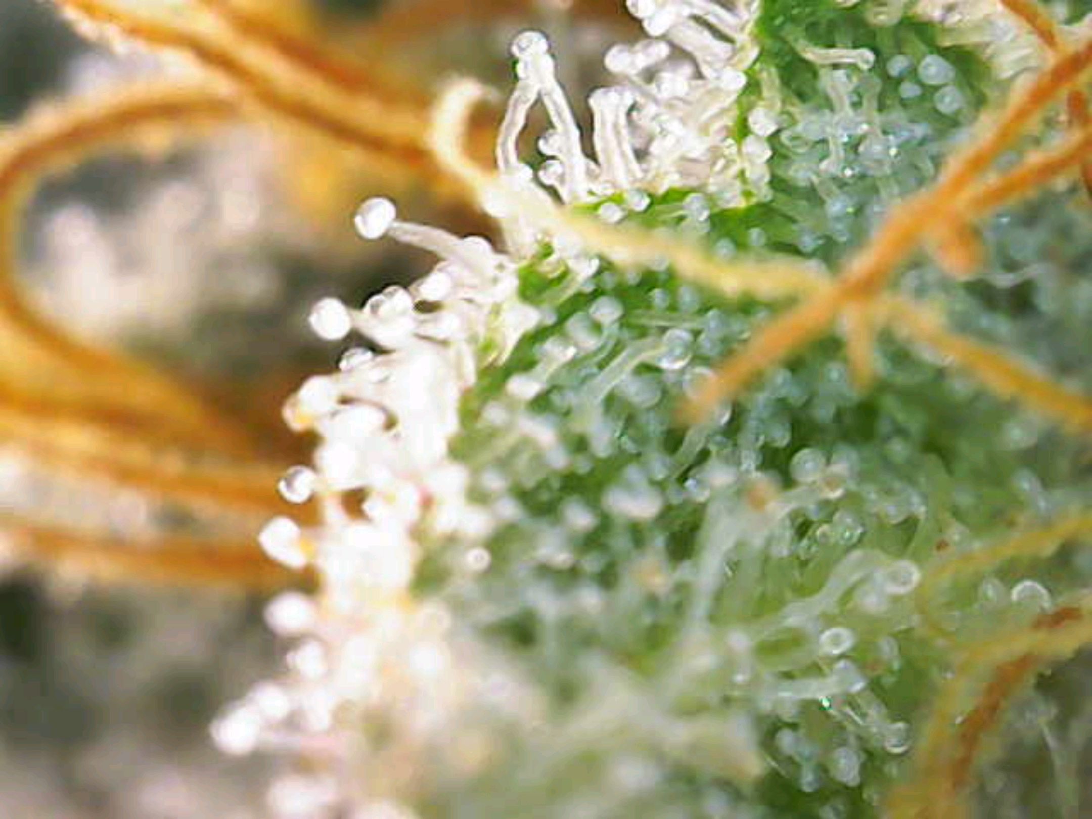 White Widow growlog photo 320