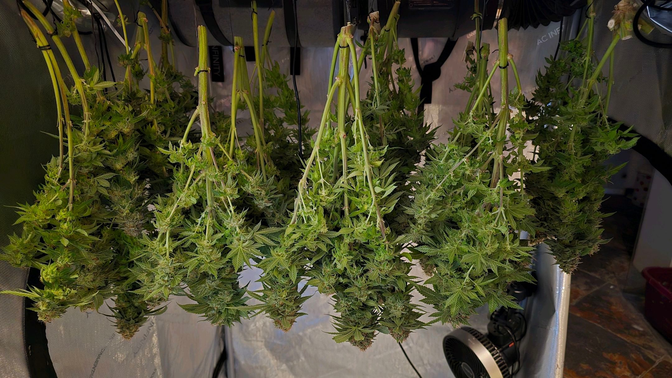 White Widow growlog photo 321