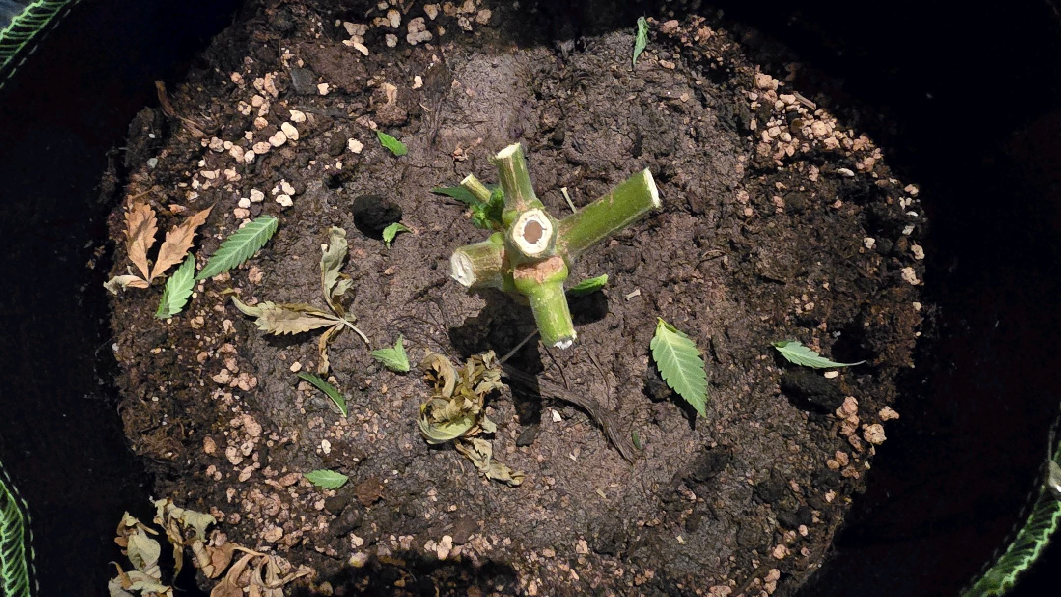 White Widow growlog photo 322