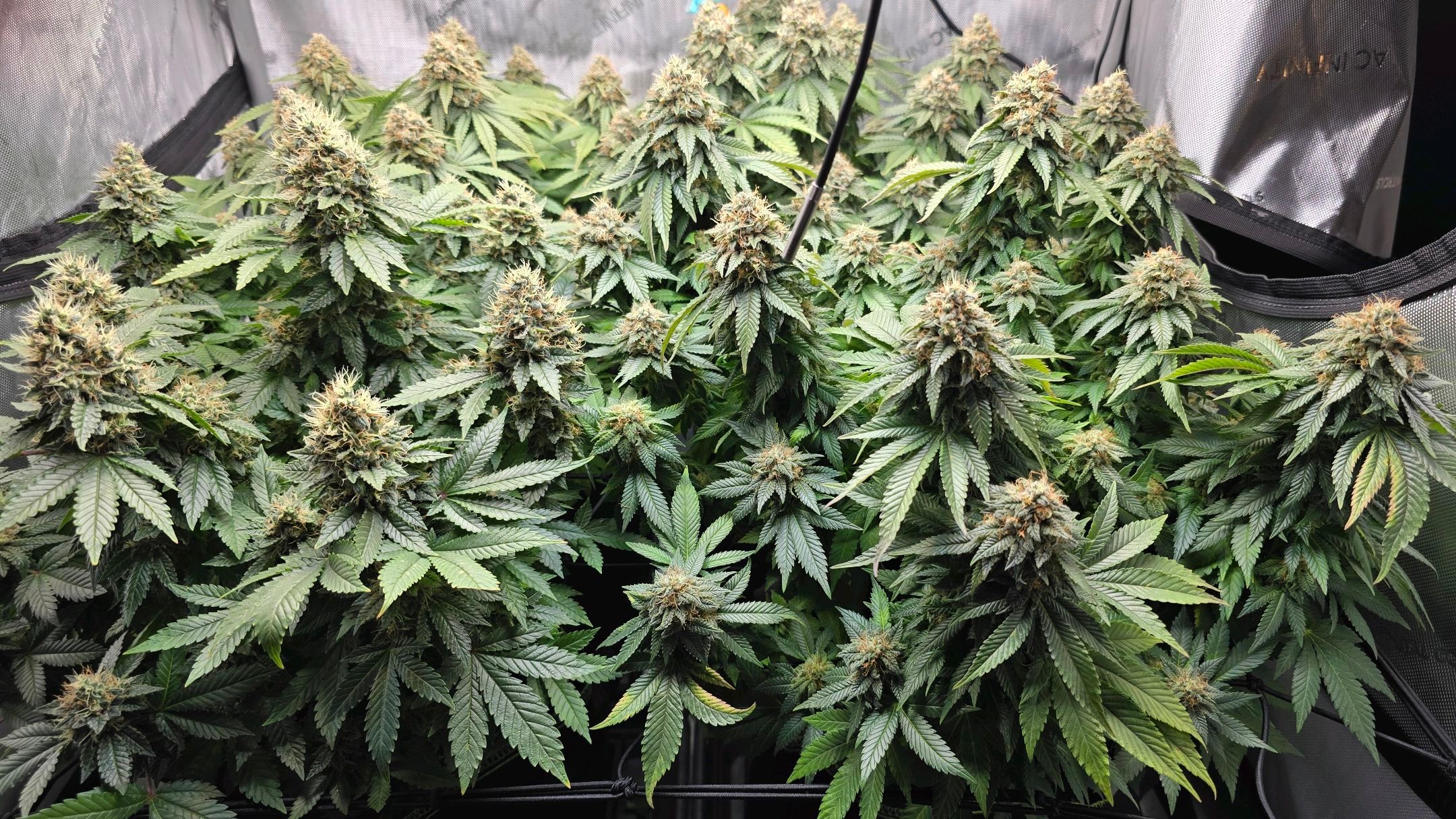 White Widow growlog photo 323