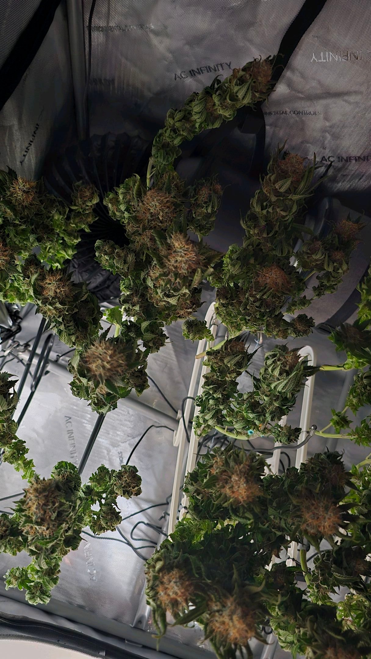 White Widow growlog photo 325