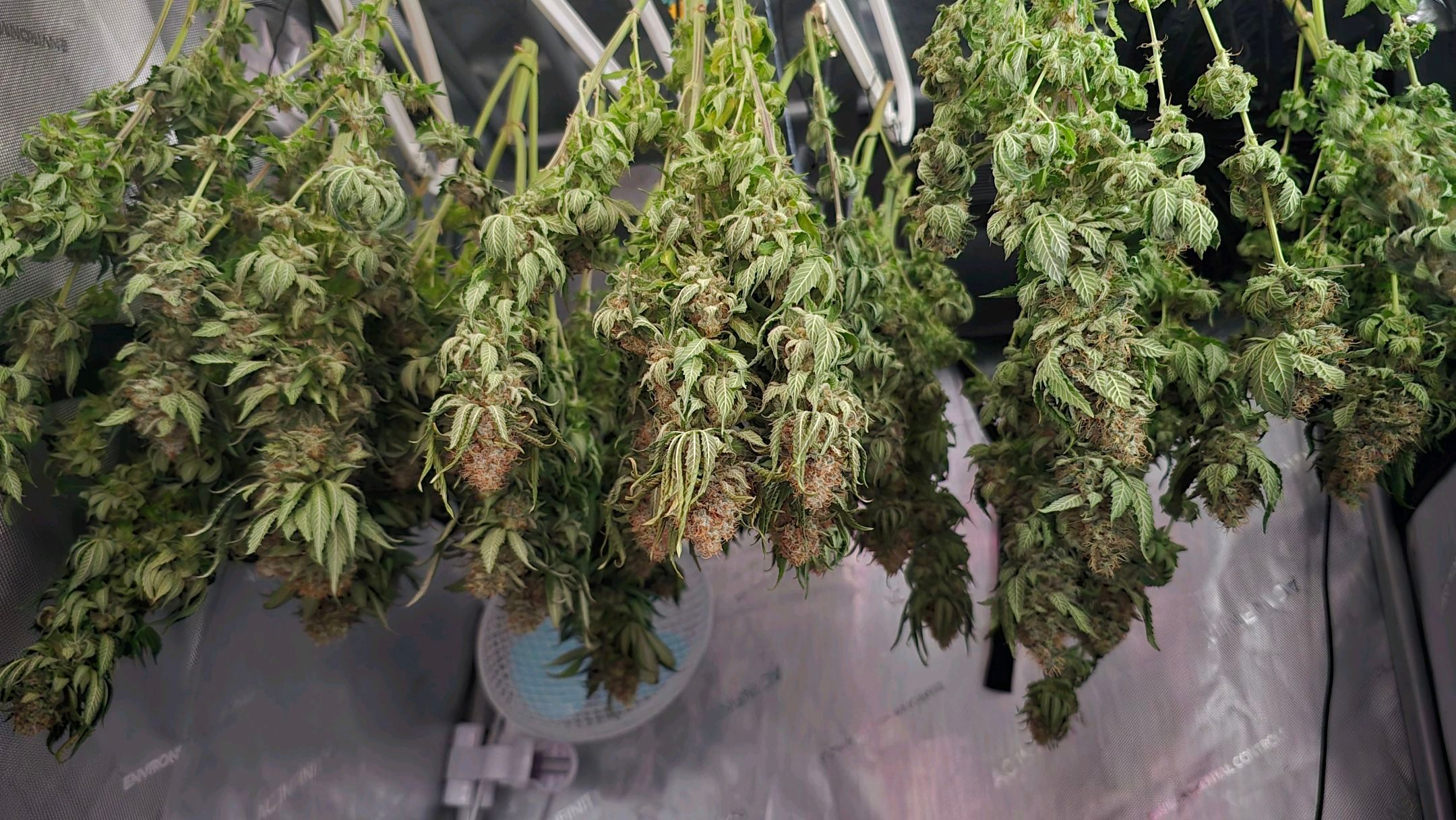 White Widow growlog photo 324