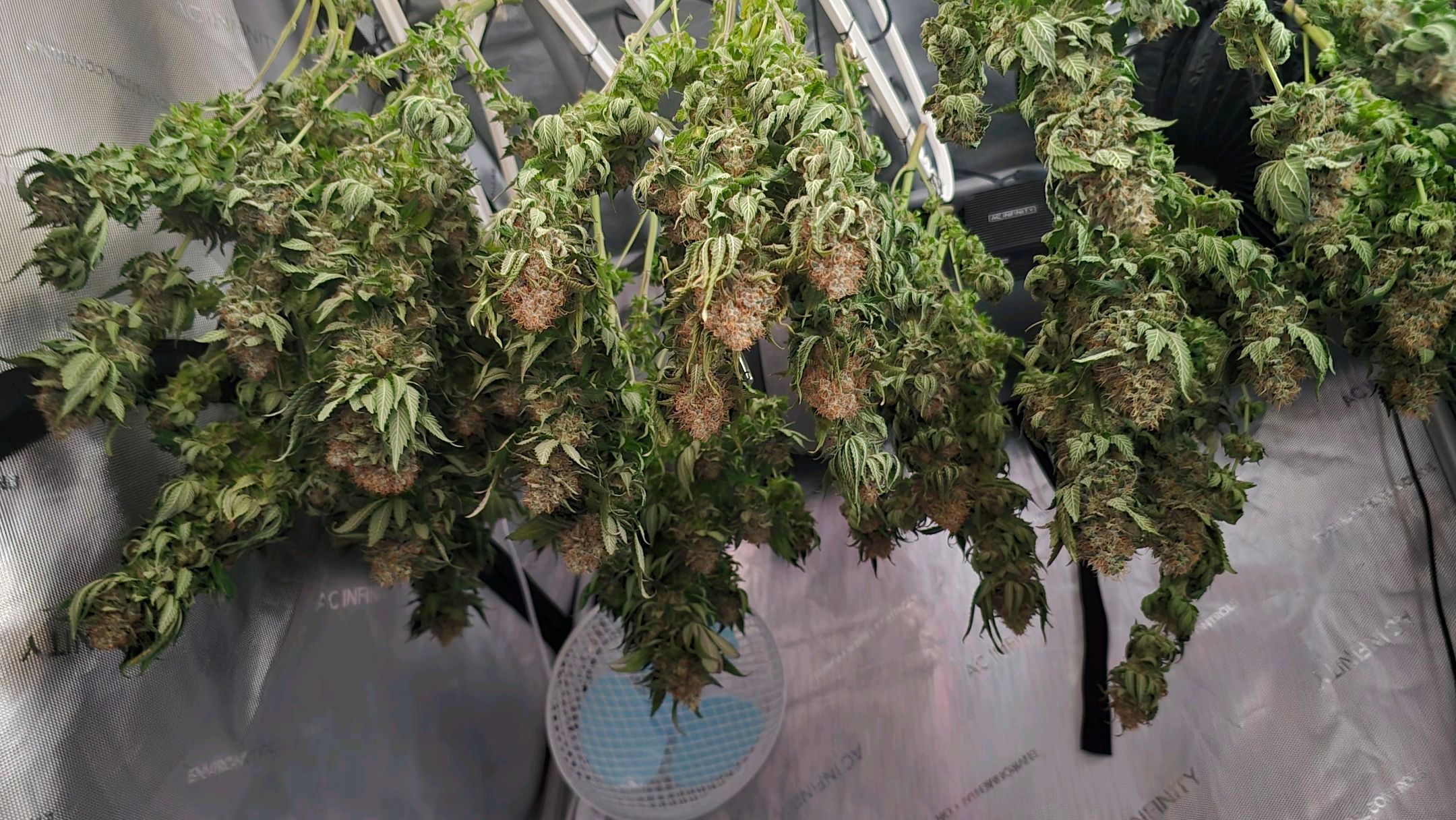 White Widow growlog photo 326