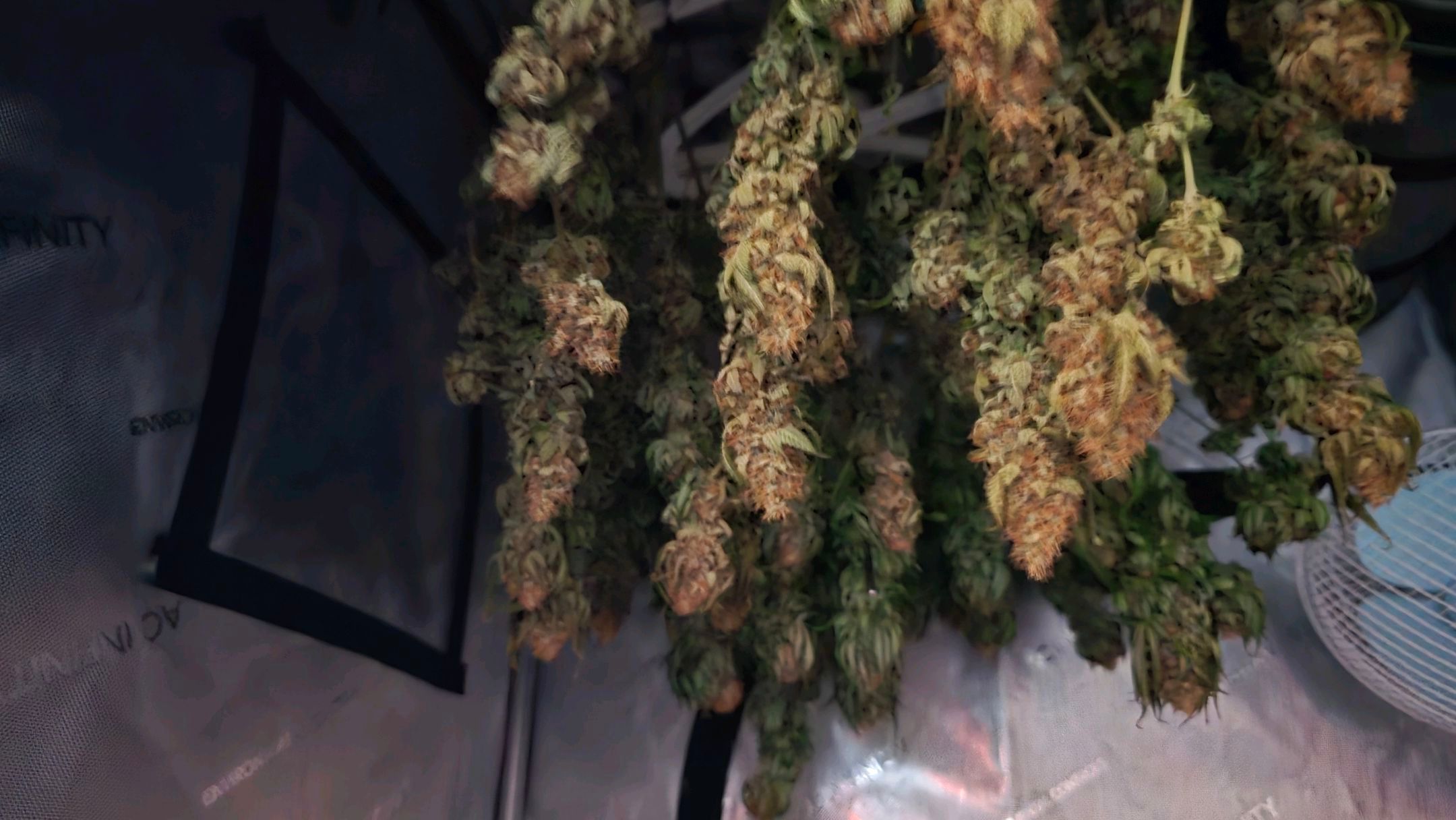 White Widow growlog photo 327