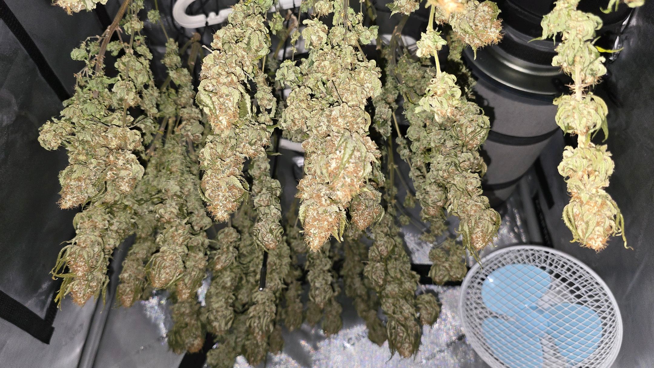 White Widow growlog photo 329