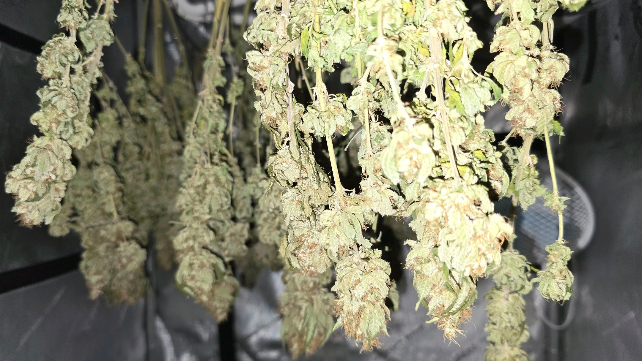 White Widow growlog photo 328