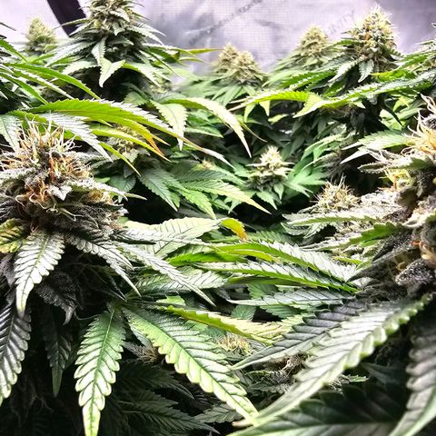 White Widow growlog in AC Infinity