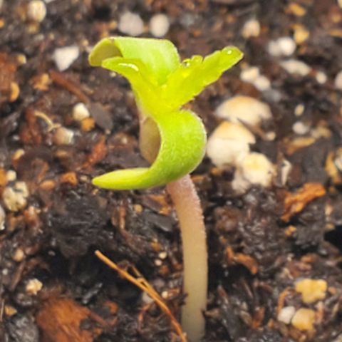 Rose growlog photo: She emerged overnight