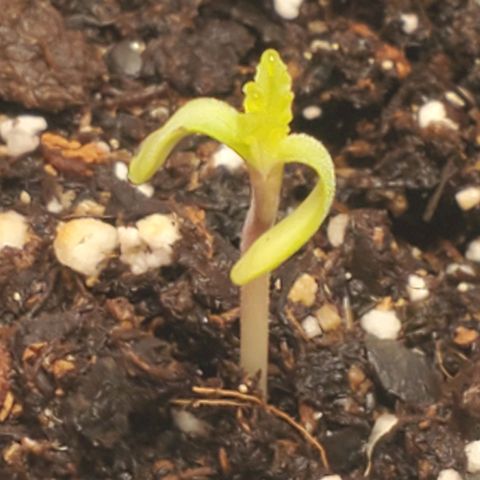 Rose growlog timeline photo