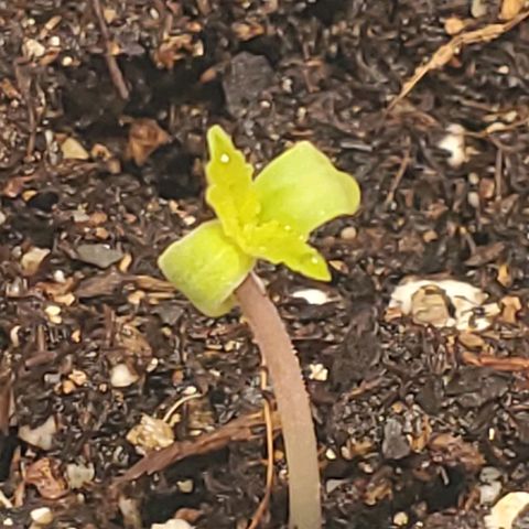 Rose growlog timeline photo
