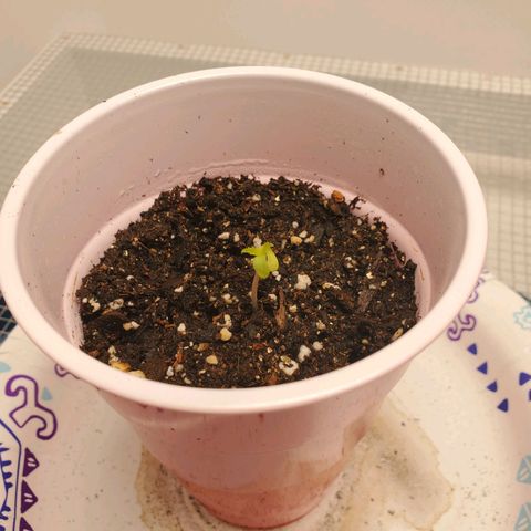 Rose growlog timeline photo