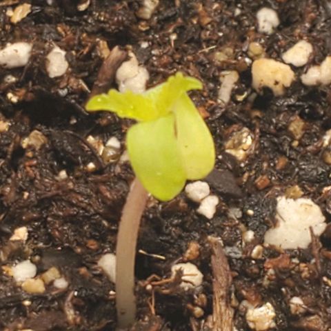 Rose growlog timeline photo