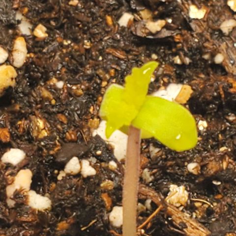 Rose growlog timeline photo