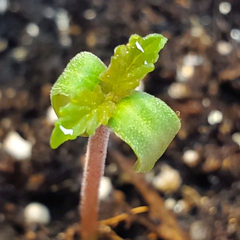 Rose growlog photo: 4PM
Color Difference 