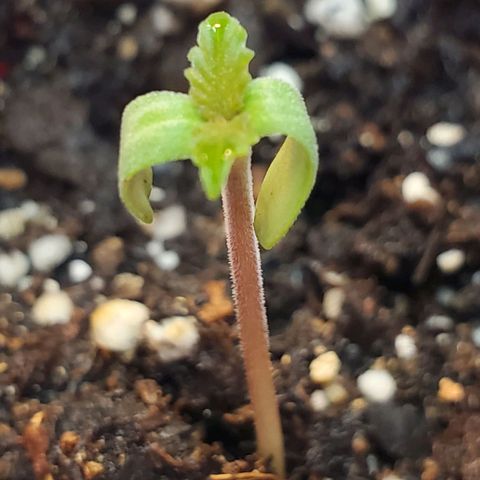 Rose growlog timeline photo