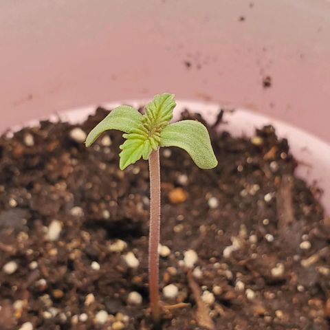 Rose growlog photo: She grew an inch in 24 hours