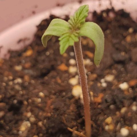 Rose growlog timeline photo