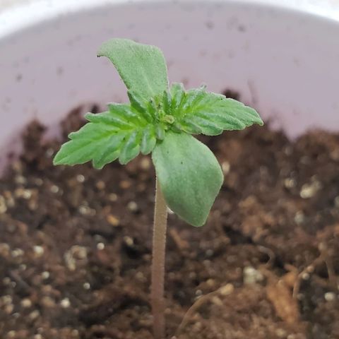 Rose growlog timeline photo