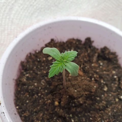 Rose growlog timeline photo