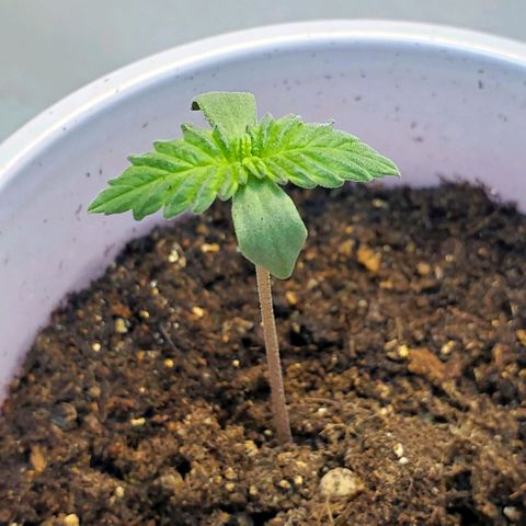 Rose growlog photo: Still looking healthy...  color getting to be a richer green