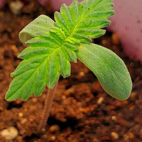 Rose growlog photo: Still looking healthy...  color getting to be a richer green